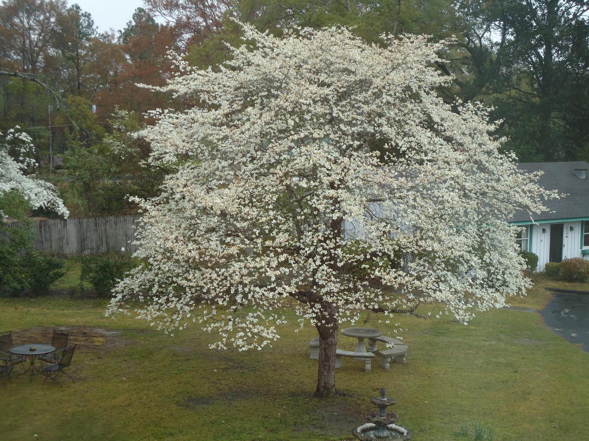 伊登费尔德住宿加早餐旅馆 Swainsboro 外观 照片
