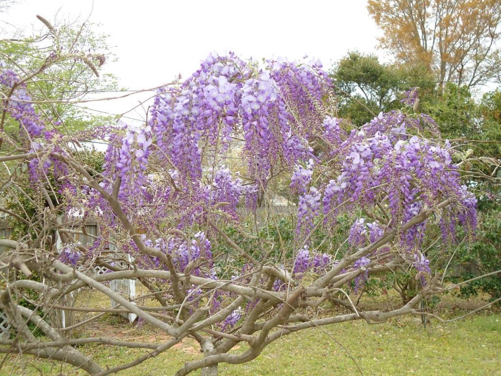 伊登费尔德住宿加早餐旅馆 Swainsboro 外观 照片
