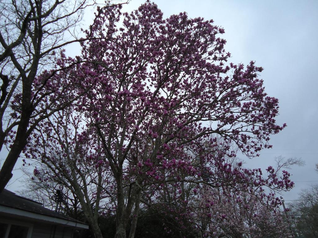 伊登费尔德住宿加早餐旅馆 Swainsboro 外观 照片