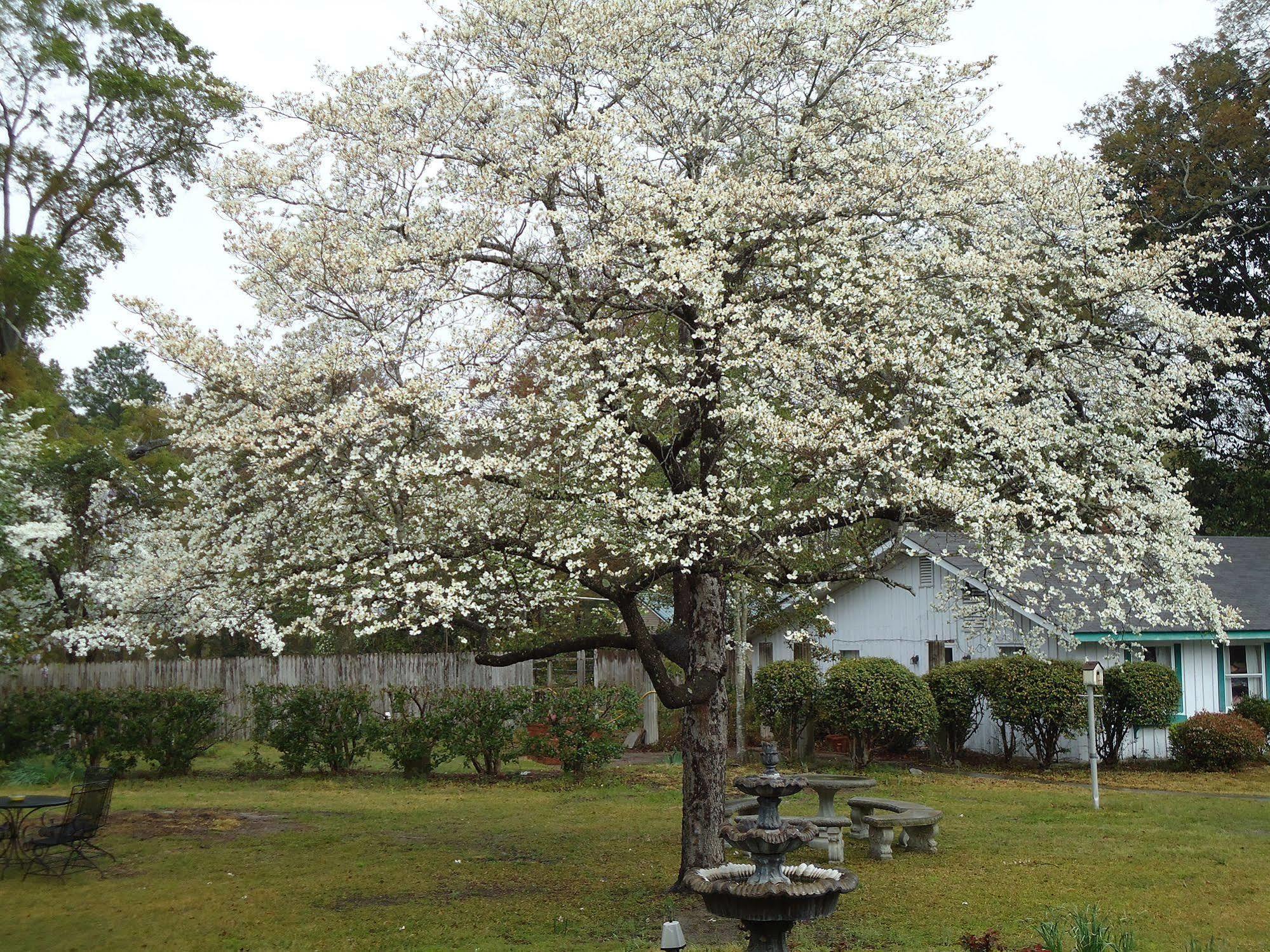 伊登费尔德住宿加早餐旅馆 Swainsboro 外观 照片
